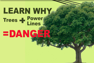 Tree and Power Line Safety
